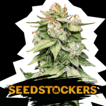 Gorilla Glue Auto (SeedStockers Seeds) Cannabis Seeds