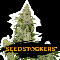 Sherbet Auto (SeedStockers Seeds) Cannabis Seeds