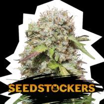 Jack Herer Auto (SeedStockers Seeds) Cannabis Seeds