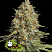 Triton Biscotti Lime Auto (SeedStockers Seeds) Cannabis Seeds