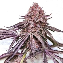 IPanema Feminised (Black Farm Genetix Seeds) Cannabis Seeds