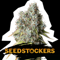 Bruce Banner Auto (SeedStockers Seeds) Cannabis Seeds