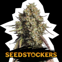 Gorilla Cookies Auto (SeedStockers Seeds) Cannabis Seeds