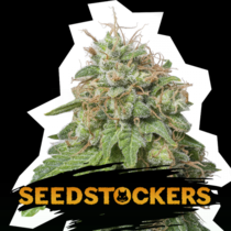 Green Crack Auto (SeedStockers Seeds) Cannabis Seeds