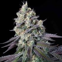 Purple Mints feminised Cannabis Seeds