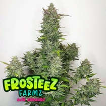(Frosteez Farmz) Auto AirHeadz Feminised Cannabis Seeds