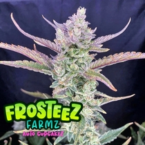 Auto Cup Cakez (Frosteez Farmz) Cannabis Seeds