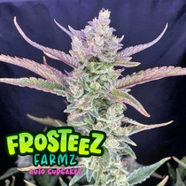 Auto Cup Cakez (Frosteez Farmz)  Cannabis Seeds