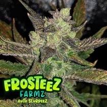 (Frosteez Farmz) Auto Slurpeez Cannabis Seeds