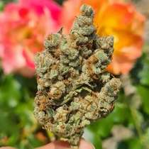 Candy Lime (Zmoothiez Geneticz) Cannabis Seeds