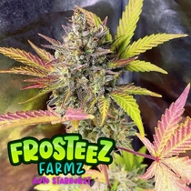 (Frosteez Farmz) Auto StarBurzt Cannabis Seeds