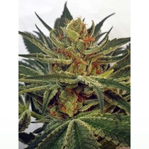 Miss Orange Nectar (Zmoothiez Geneticz) Cannabis Seeds