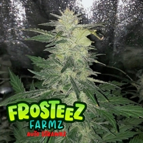 (Frosteez Farmz) Auto Strawbz Cannabis Seeds