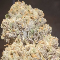 Purple Cream (Zmoothiez Geneticz) Cannabis Seeds