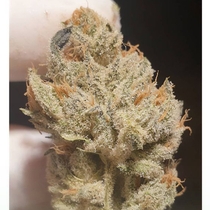 Supreme Nectar (Zmoothiez Geneticz) Cannabis Seeds