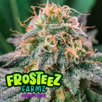  (Frosteez Farmz) Froot Loopz Cannabis Seeds