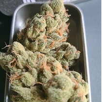 Banana Jelly'z (Zmoothiez Geneticz) Cannabis Seeds