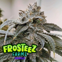  (Frosteez Farmz) Frosteez  Cannabis Seeds