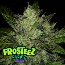  (Frosteez Farmz) Gusherz Cannabis Seeds