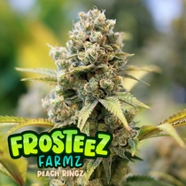 Peach Ringz (Frosteez Farmz)  Cannabis Seeds