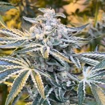 Candy N Cream (Zmoothiez Geneticz) Cannabis Seeds