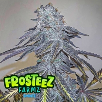  (Frosteez Farmz) Zmintz Cannabis Seeds