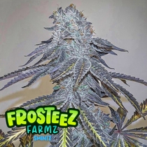 (Frosteez Farmz) Smintz Cannabis Seeds