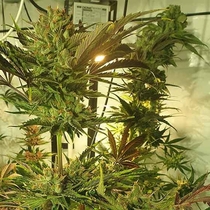 Sugar Tree (Zmoothiez Geneticz) Cannabis Seeds