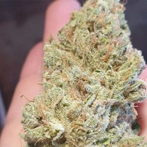 Juicy Drop'z (Zmoothiez Geneticz) Cannabis Seeds