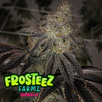  (Frosteez Farmz) Sprinklez Cannabis Seeds