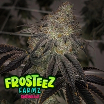 (Frosteez Farmz) Sprinklez Cannabis Seeds
