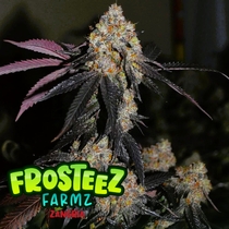 Zangria (Frosteez Farmz)  Cannabis Seeds