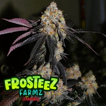 Zangria (Frosteez Farmz)  Cannabis Seeds
