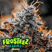 Znapple (Frosteez Farmz)  Cannabis Seeds