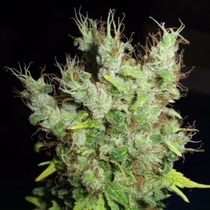 Super Silver Martian Haze (Ultra Genetics Seeds) Cannabis Seeds