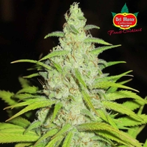 Fruit Cocktail (Ultra Genetics Seeds) Cannabis Seeds