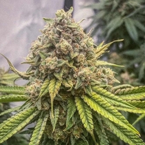 Blue Kachina feminised (Conscious Genetics) Cannabis Seeds