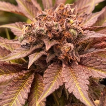 Pink Waferz (Conscious Genetics) Cannabis Seeds