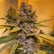 Pink Mintz (Conscious Genetics) Cannabis Seeds