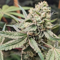 Prozecco (Conscious Genetics) Cannabis Seeds