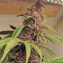 Red Kachina (Conscious Genetics) Cannabis Seeds