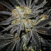 Cookie Fever Regular (True Canna Genetics Seeds) Cannabis Seeds