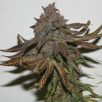 Terpzookie Regular  (True Canna Genetics Seeds) Cannabis Seeds