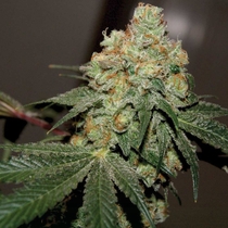 Chemonade V2 regular  (True Canna Genetics Seeds) Cannabis Seeds
