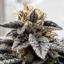 Sour Dosidos (Dank Genetics Seeds) Cannabis Seeds