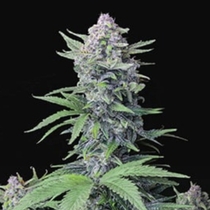 Tropicana Cookies Auto (Fast Buds Seeds) Cannabis Seeds