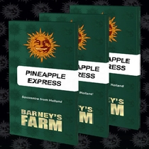 PINEAPPLE EXPRESS (Barneys Farm)  Cannabis Seeds