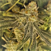 Mac N Cheese (The Original Big Buddha Family Farms)  Cannabis Seeds