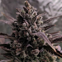Auto Blue Cheese (The Original Big Buddha Family Farms) Cannabis Seeds