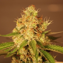 Diesel Auto (G13 Labs Seeds) Cannabis Seeds